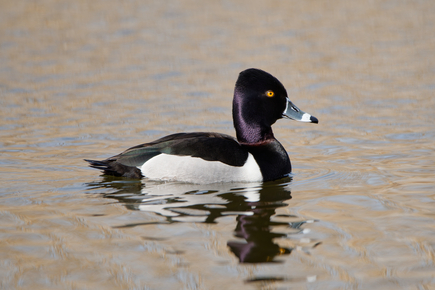 Thumbnail of Ring-Necked Duck